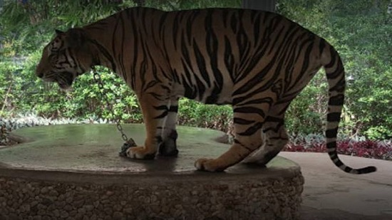 10 آلاف غاضب بسبب حبس نمر في حديقة حيوان..استياء واسع على السوشيال ميديا