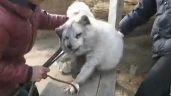 بالفيديو.. تعذيب الحيوان ممارسات ضد الرحمة والإنسانية.. صدى البلد داخل مؤسسة لإنقاذ الحيوانات وعلاجها