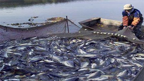 مصر تحتل المركز الثامن عالميًا والأول إفريقيًا في مجال الاستزراع السمكي
