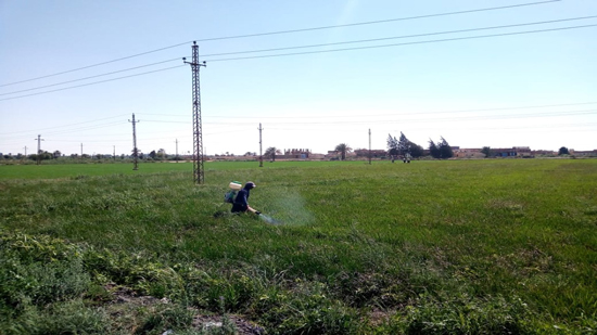  بالصور:إزالة 14 حالة زراعة أرز مخالفة بمساحة 32 فداناً في الفيوم