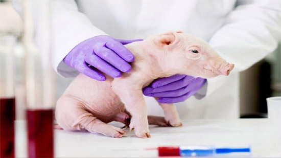 علماء يعلنون.. قريبًا زراعة أعضاء الخنازير المعدلة لدى البشر