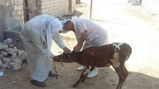 الزراعة: تحصين أكثر من 1.5 مليون رأس ماشية ضد مرض الحمى القلاعية

