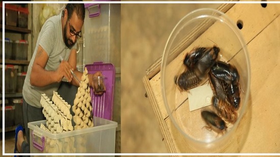 الصراصير فى مصر التربية لتغذية الزواحف للتصدير بدولار للواحد

