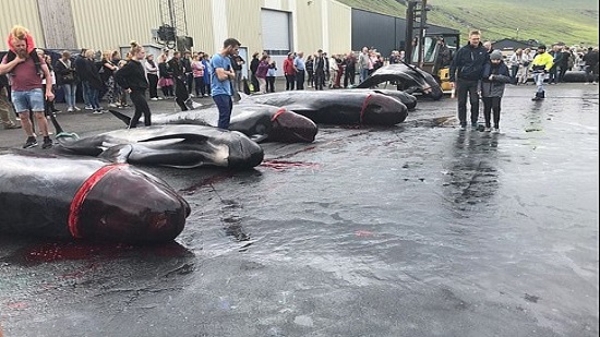 صور.. سكان جزر «الفارو» يصطادون الحيتان ويذبحونها
