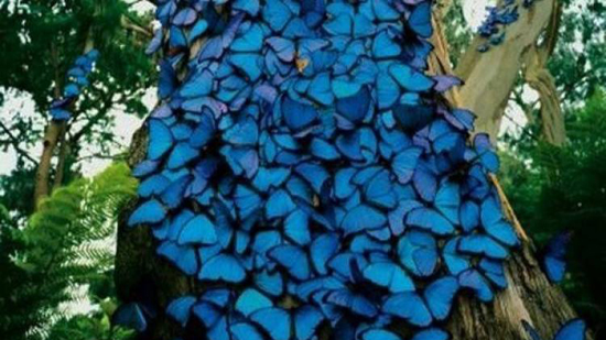 ارتفاع درجة الحرارة يساعد على تكاثر الفراشات الزرقاء