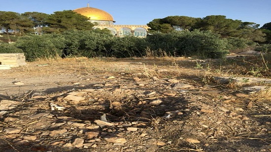 الجيش الإسرائيلي يقتلع أشجار الزيتون من ساحات المسجد الأقصى
