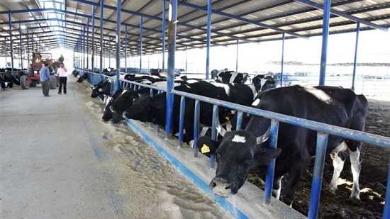 «الرقابة على الصادرات والواردات»: 95.5 ألف طن واردات لحوم و28.5 ألف رأس ماشية
