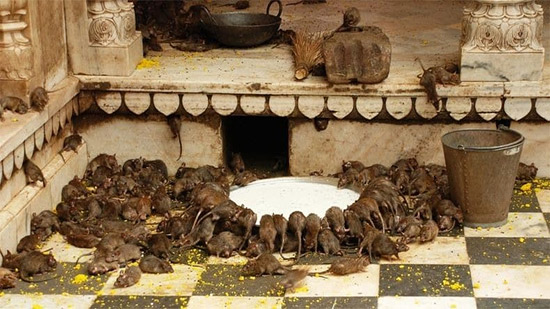 الفأر.. و7 حيوانات عبدها الإنسان
