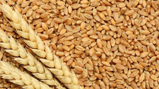 وزارة الزراعة ترد على مخاطر استيراد القمح من روسيا بعد الانفجار النووي
