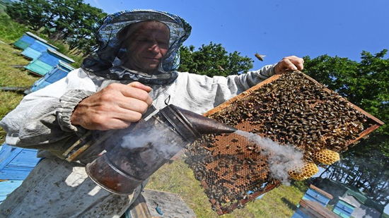 عالم: حشرات غير النحل ستقوم بتلقيح النباتات