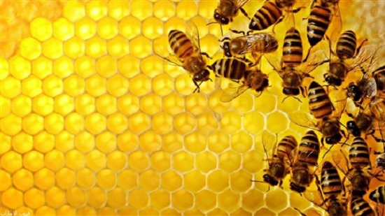 نفوق النحل     