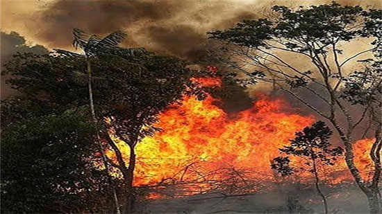 تقارير: جماعات المصالح في أمريكا والبرازيل وراء حرائق الأمازون