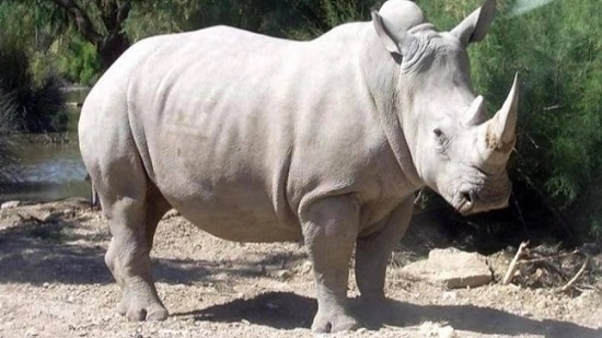 10 بويضات.. أمل وحيد القرن الأبيض للبقاء
