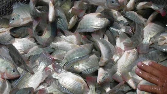  بالصور: خطة لتنمية الثروة السمكية ببحيرة الريان في الفيوم