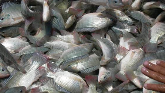 خطة لتنمية الثروة السمكية ببحيرة الريان في الفيوم