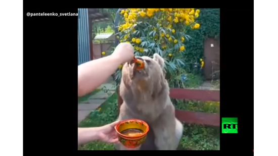 فيديو لدب يتناول العسل بالملعقة.. 