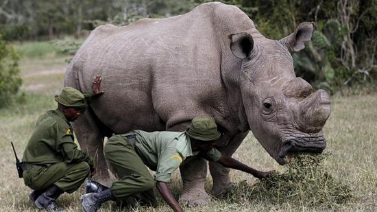 بعد انقراض الذكور.. عملية تلقيح صناعي لأنثى وحيد القرن أنقذت حياتها.. فيديو