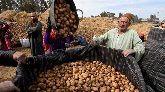 مصر تنتج تقاوي البطاطس للمرة الأولى وتوفير 1.3 مليار جنيه استيراد التقاوى