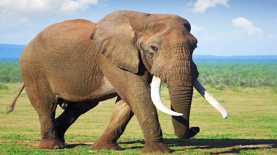 لمواجهة انقراض أكبر حيوانات الأرض.. حظر كامل على الاتجار في الفيلة