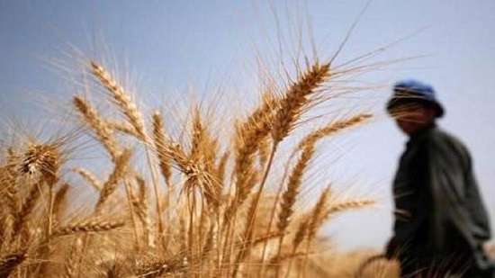 أسواق: انخفاض القمح والذرة والعلف وارتفاع خام الألمومنيوم والفول
