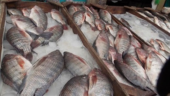 والتوسع قريبا.. مصر تحتل مركزا عالميا في استزراع وإنتاج الأسماك