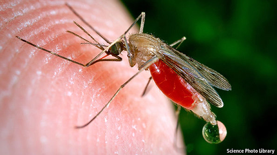 تجدد محاولات القضاء على الملاريا في العالم يحتاج ملياري دولار سنويا