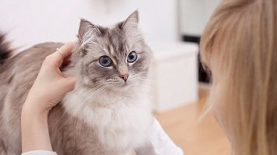مرض السكر عند القطط .. 5 علامات تؤكد إصابة حيوانك الأليف بالمرض