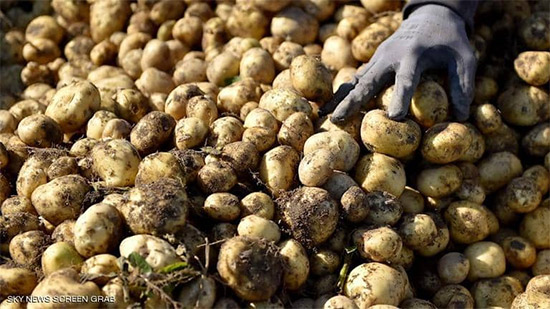افتتاح أحدث مصنع لإنتاج البطاطس المصنعة باستثمارات 40 مليون دولار