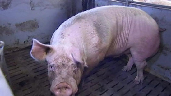 كوريا الجنوبية تسجل أول إصابة بحمى الخنازير الأفريقية