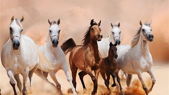 الزراعة تكشف أهمية نقل محطة الزهراء للخيول العربية إلى العاصمة الإدارية..فيديو