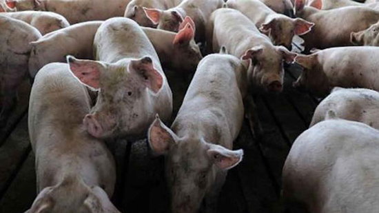 الصين تبلغ عن حالة جديدة لحمى الخنازير الإفريقية