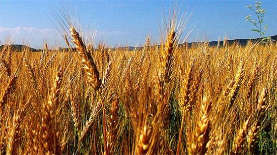 مناقصة عالمية جديدة لاستيراد القمح 