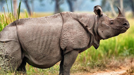  أنثى لحيوان وحيد القرن السومطري