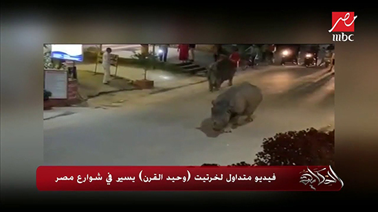وحيد القرن في أحد شوارع مصر