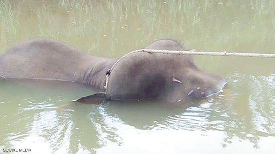جثة الفيل القزم عثر عليها في نهر