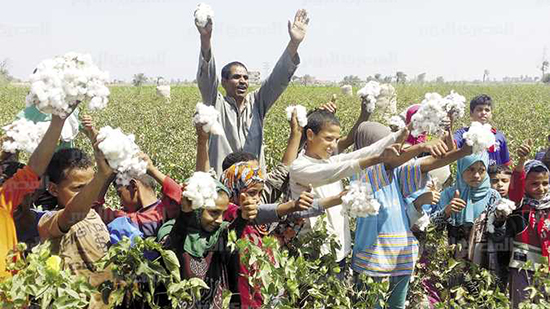 نقيب الفلاحين: زراعة القطن في مصر تمر بمرحلة حرجة