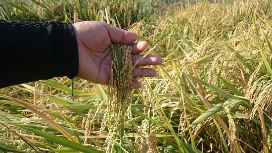 حصاد مائتي ألف فدان أرز بالشرقية
