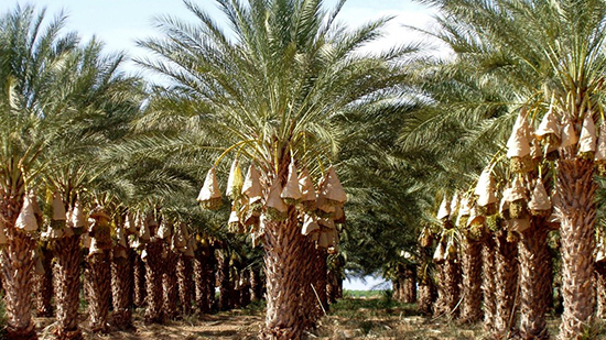 الأقباط متحدون دراسة سعودية لتحسين إنتاج التمور وحماية أشجار النخيل في العالم
