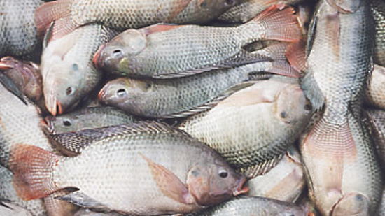  الحكومة ترسل رسالة طمأنة للمواطنين بشأن أسماك البلطي في الأسواق