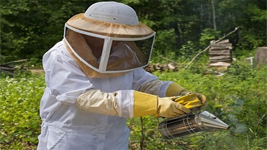  فيديو.. مصر أكبر دولة تنتج العسل في المنطقة بواقع 30 ألف طن سنويًا 