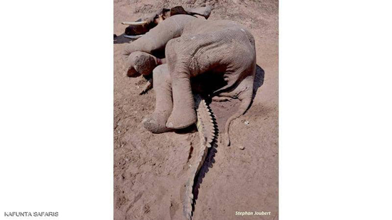 الفيل جثم فوق التمساح والاثنان فارقا الحياة