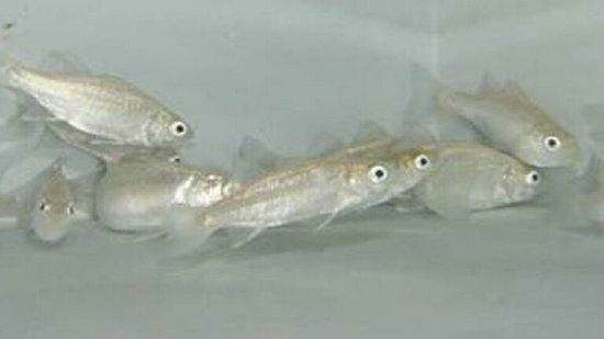 كيف يساعد غاز ثاني أكسيد الكربون الأسماك في التغلب على نقص الأكسجين؟