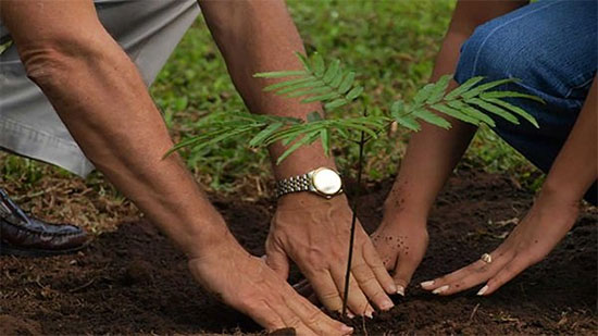 تفاصيل مبادرة زراعة الأشجار في القاهرة.. فيديو
