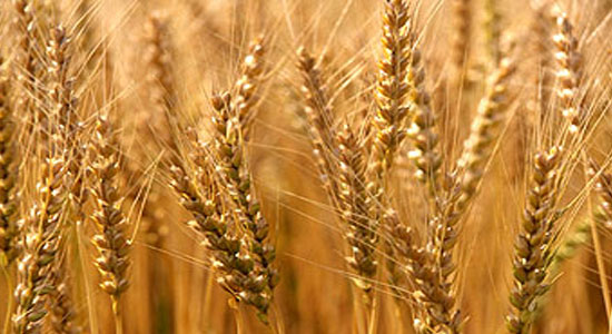 مصر تحتل المركز الخامس عالميا في مستوى إنتاجية الوحدة المنزرعة من القمح
