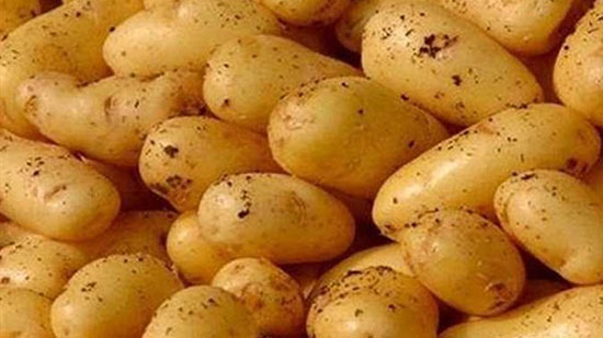 شعبة الخضروات: أسعار البطاطس انخفضت بنسبة 50% عن العام الماضي
