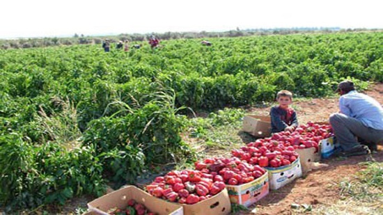 ارتفاع صادرات مصر الزراعية لأكثر من 4.8 مليون طن
