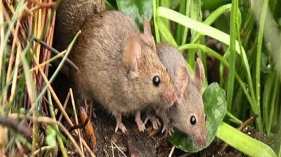 تنقل الأمراض وسريعة التكاثر.. الفلاحين تناشد المزارعين مكافحة الفئران