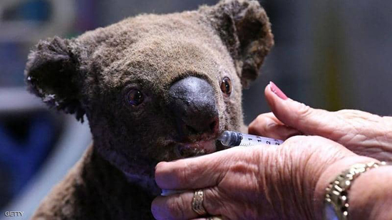 الحرائق بأستراليا قضت على مئات حيوانات الكوالا