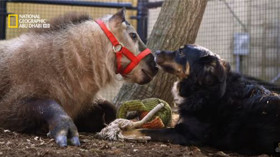 فيديو وصور.. صداقات على غير العادة.. تقرير مصور يرصد علاقات صداقة حقيقية بين الحيوانات