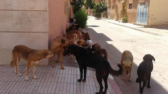 المغرب تمنع قتل كلاب الشوارع وتستعين بالتطعيم ضد السعار